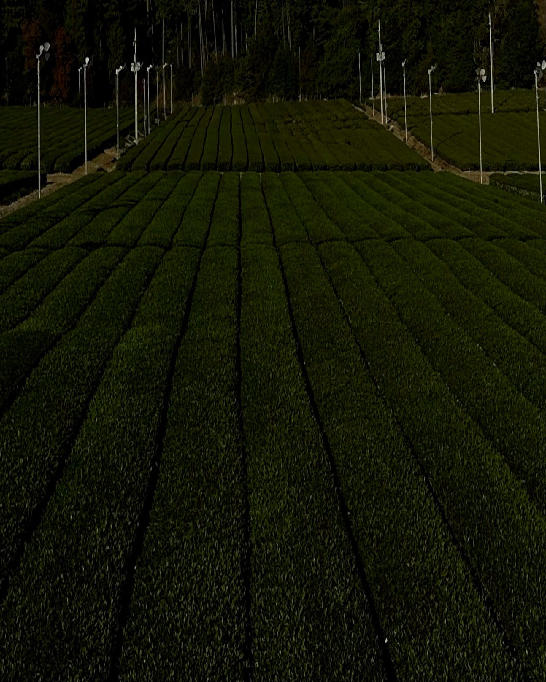 Dark green matcha field with rows of green tea uji japan